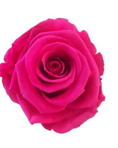 Hot Pink Long Stem Forever Rose
