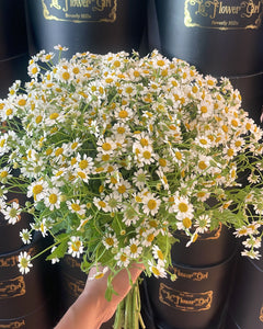 Fresh Chamomile Bouquet