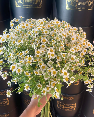Fresh Chamomile Bouquet