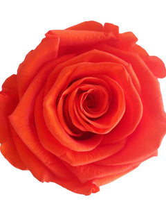 Beautiful Orange Long Stem Forever Rose